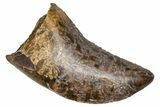 Serrated Tyrannosaur Tooth - Judith River Formation #381199-1